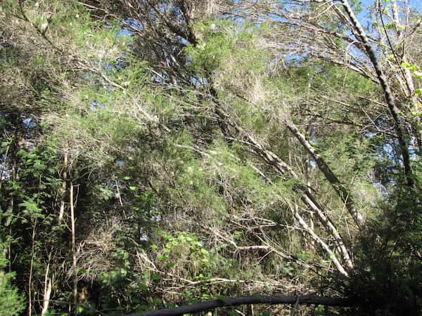 Melaleuca armillaris photo