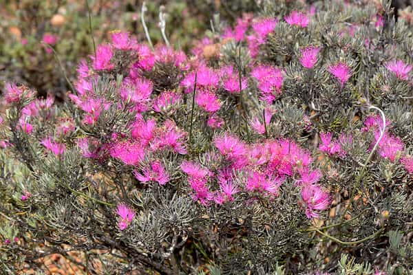 Melaleuca aspalathoides photo