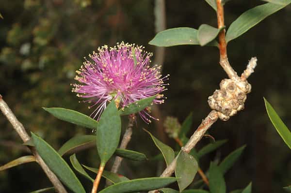 Melaleuca barlowii photo