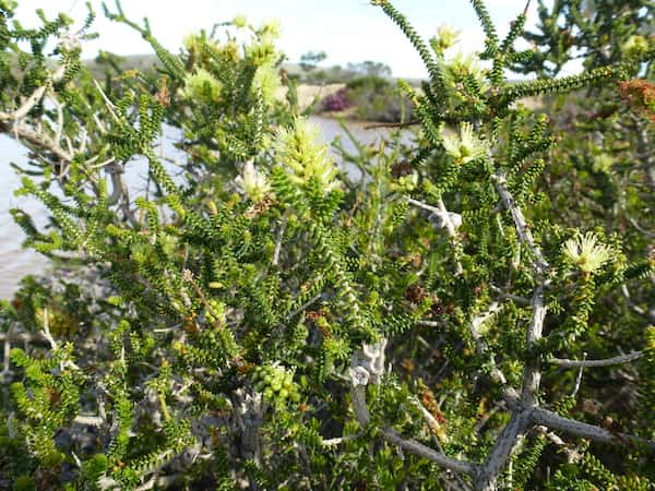 Melaleuca blaeriifolia photo