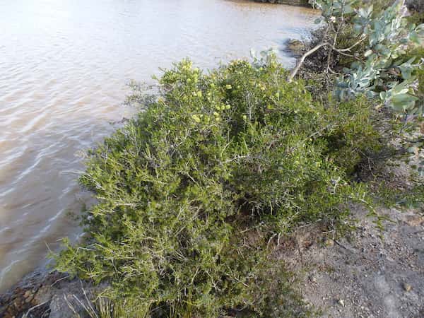 Melaleuca blaeriifolia photo