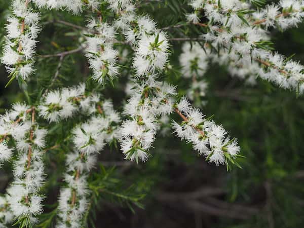 Melaleuca bracteata photo