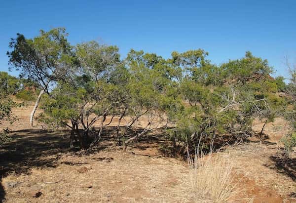 Melaleuca bracteata photo