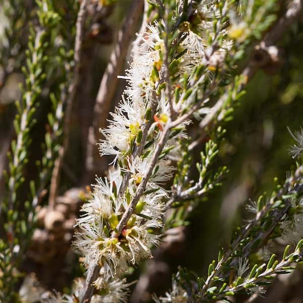 Melaleuca brevifolia photo