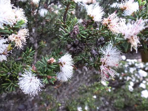 Melaleuca bromelioides photo