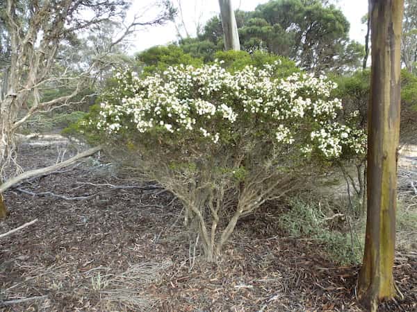 Melaleuca bromelioides photo