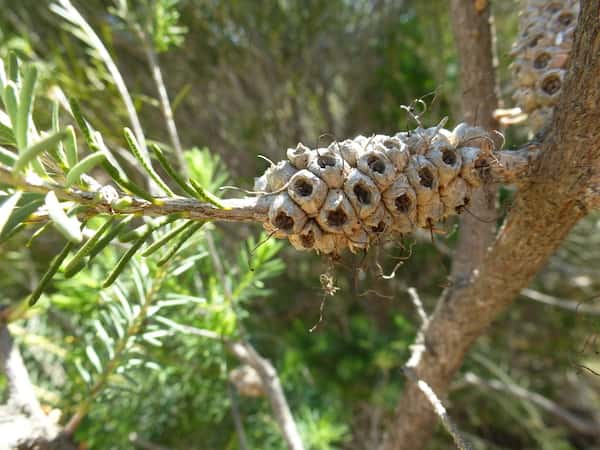 Melaleuca calothamnoides photo