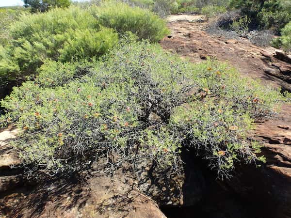 Melaleuca calothamnoides photo