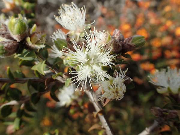 Melaleuca calycina photo