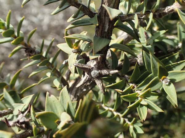 Melaleuca calycina photo