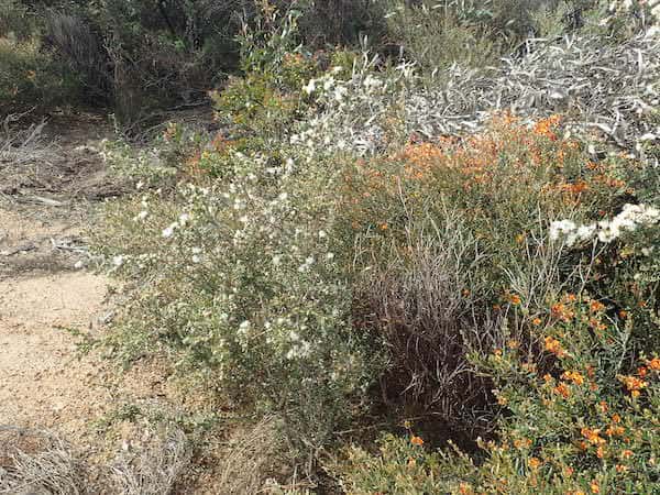 Melaleuca calycina photo