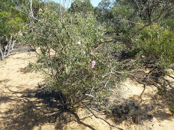 Melaleuca campanae photo