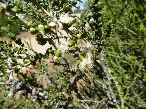 Melaleuca cardiophylla photo