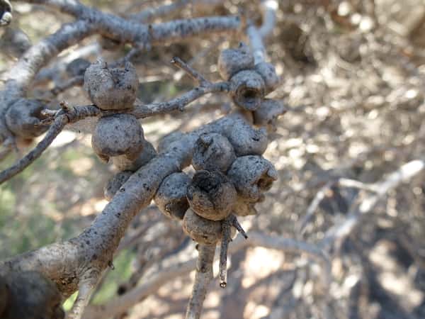 Melaleuca cardiophylla photo