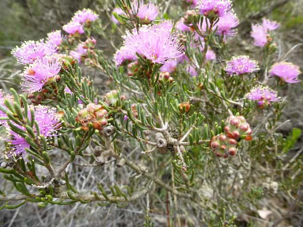 Melaleuca carrii photo