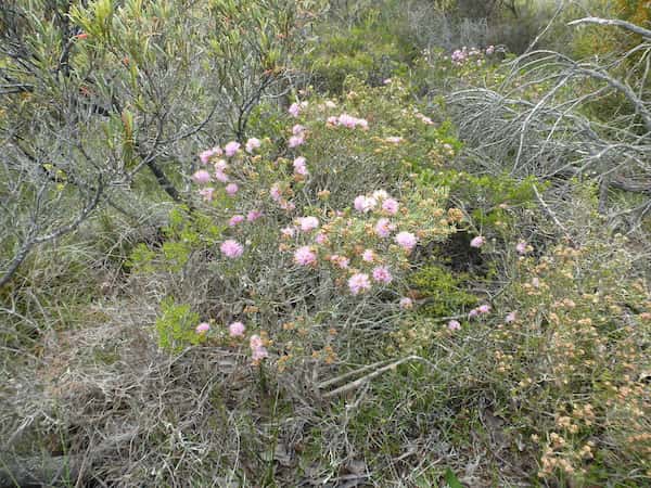 Melaleuca carrii photo