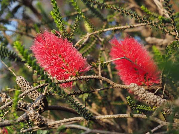 Melaleuca coccinea photo