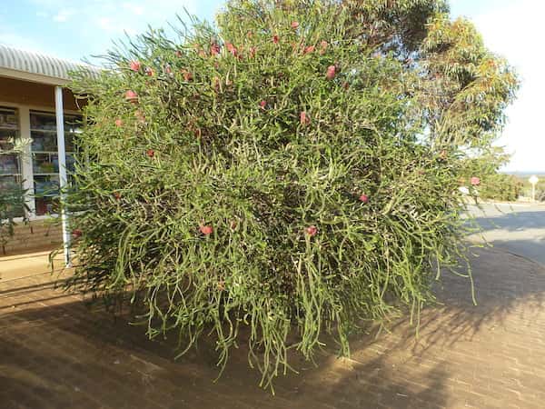 Melaleuca coccinea photo