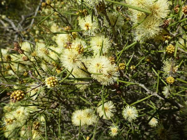 Melaleuca concreta photo