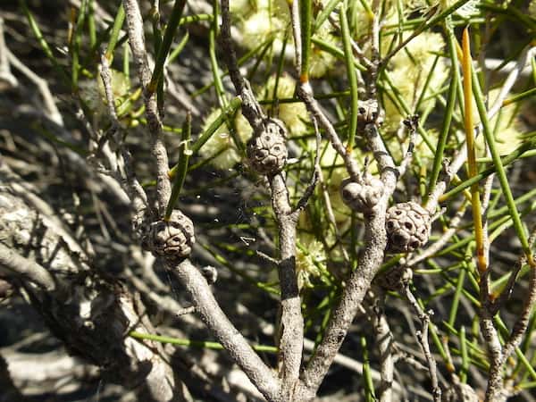 Melaleuca concreta photo