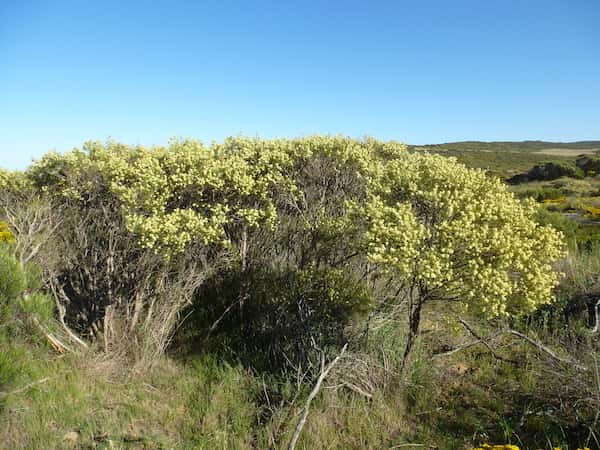 Melaleuca concreta photo