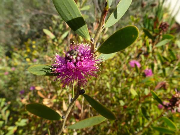 Melaleuca conothamnoides photo