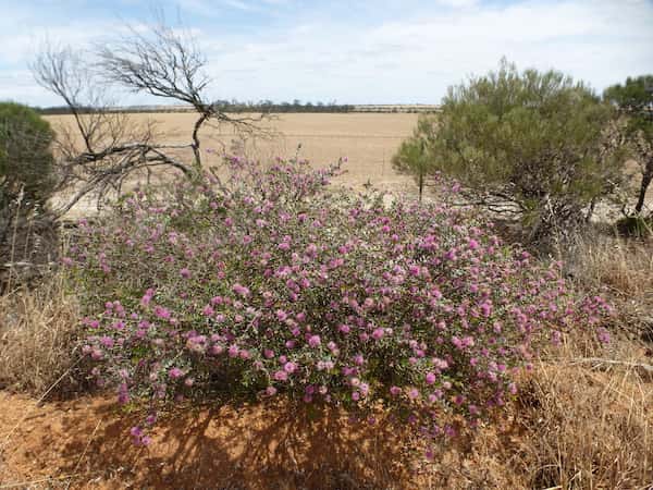 Melaleuca conothamnoides photo