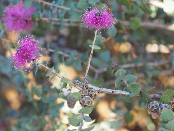 Melaleuca cordata photo