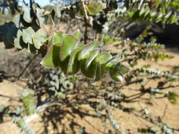 Melaleuca cordata photo