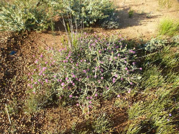 Melaleuca cordata photo