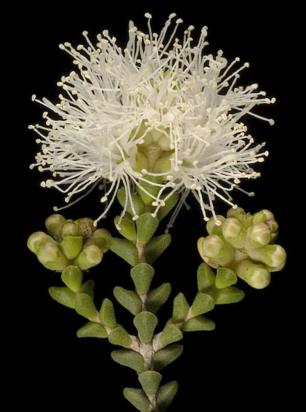 Melaleuca cucullata photo