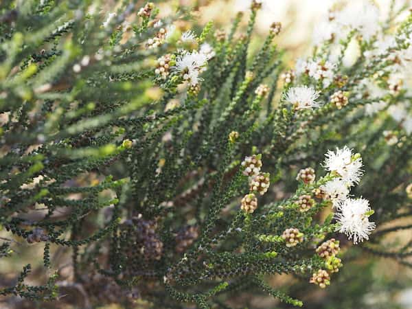 Melaleuca cucullata photo