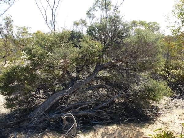 Melaleuca cucullata photo