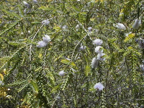 Melaleuca decussata photo