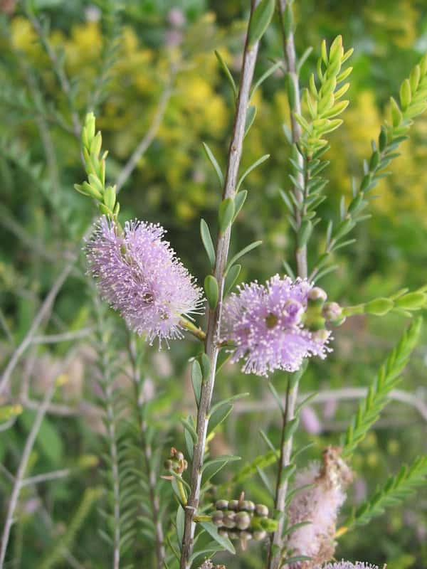 Melaleuca decussata photo