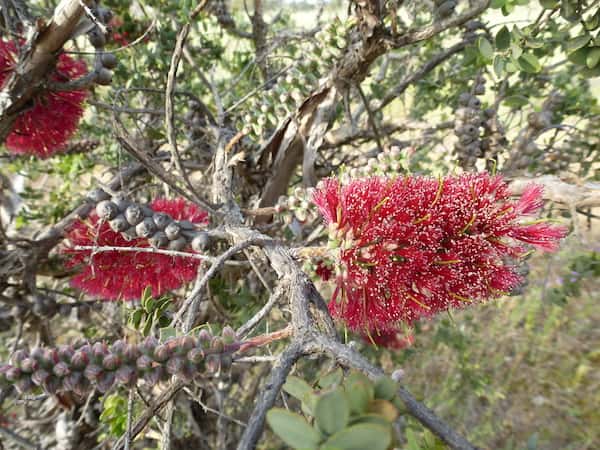 Melaleuca elliptica photo