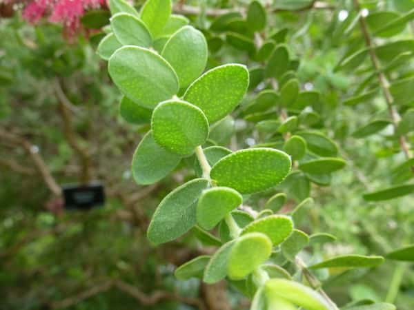 Melaleuca elliptica photo