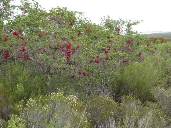 Melaleuca elliptica photo