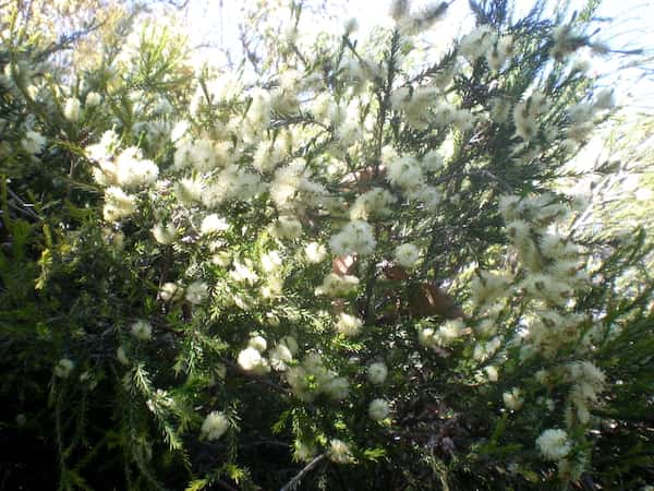 Melaleuca ericifolia photo