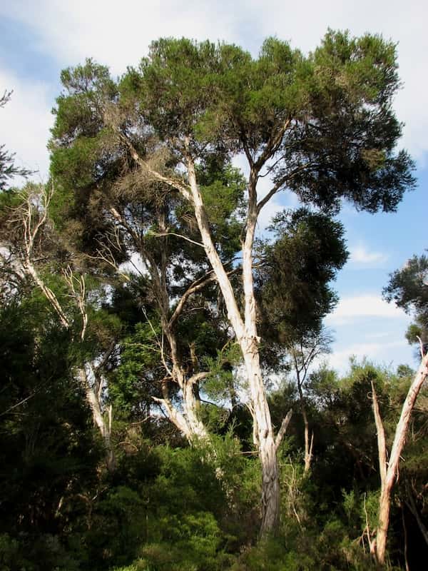 Melaleuca ericifolia photo