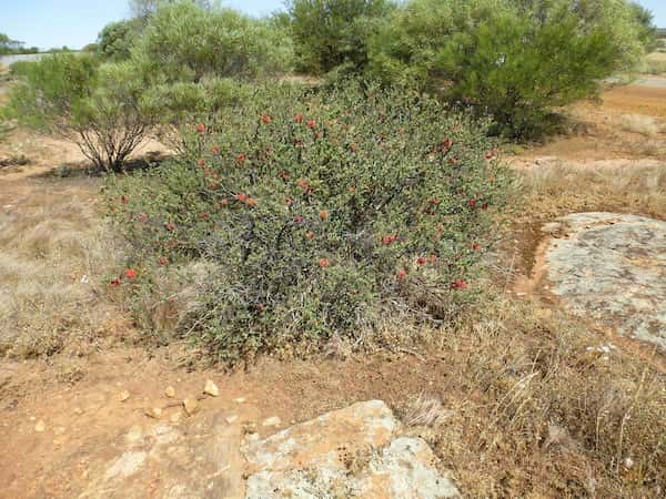 Melaleuca fulgens photo