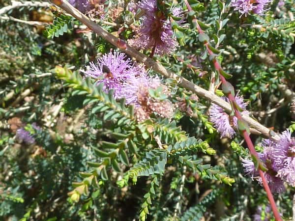 Melaleuca gibbosa photo