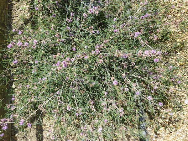 Melaleuca gibbosa photo