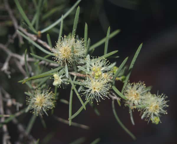 Melaleuca glomerata photo