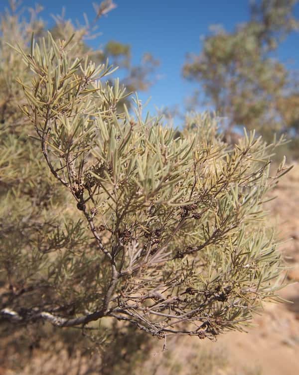 Melaleuca glomerata photo