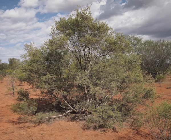 Melaleuca glomerata photo