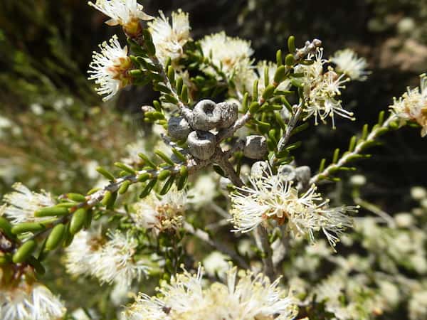 Melaleuca halmaturorum photo