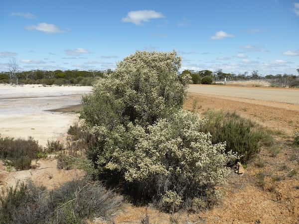 Melaleuca halmaturorum photo