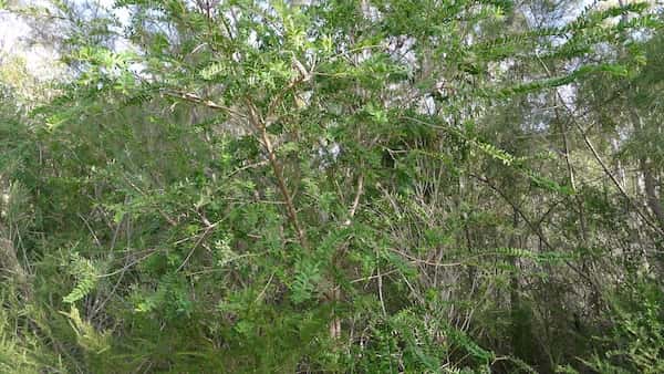 Melaleuca hypericifolia photo