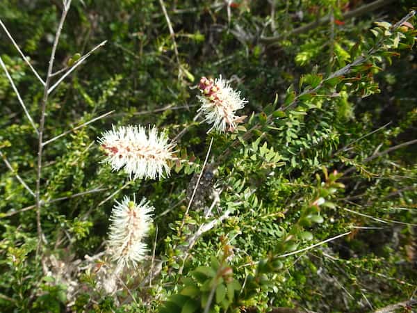 Melaleuca incana photo